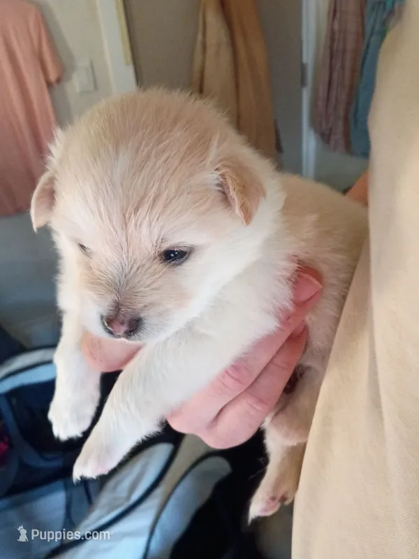 Mimo jr – Pomeranian puppy for sale in San Francisco, CA
