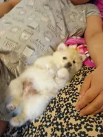 Mimo jr, a male Pomeranian for sale in San Francisco, CA – 2 of 3