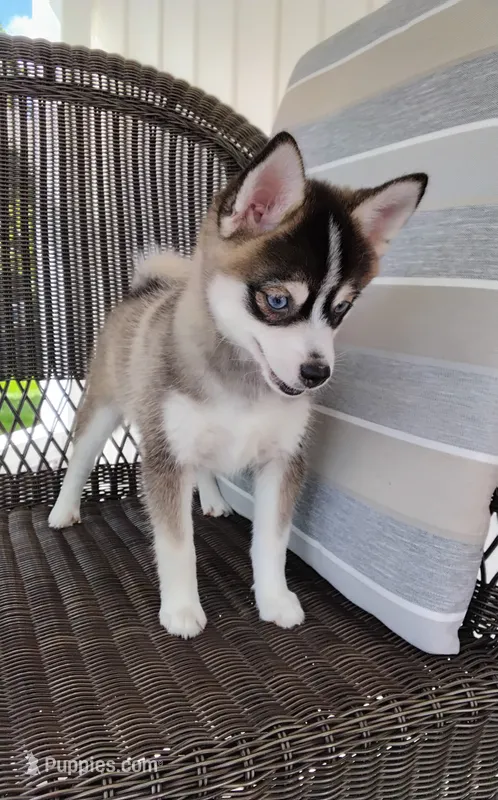 Abbey – Pomsky puppy for sale in Shipshewana, IN