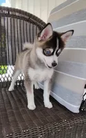 Abbey, a female Pomsky for sale in Shipshewana, IN – 2 of 10