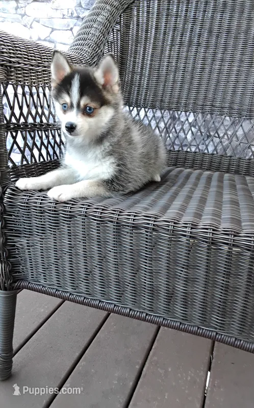Alex – Pomsky puppy for sale in Shipshewana, IN