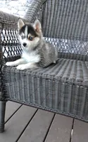 Alex, a male Pomsky for sale in Shipshewana, IN – 3 of 10