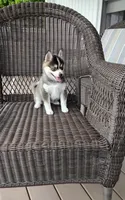 Abbey, a female Pomsky for sale in Shipshewana, IN – 5 of 10