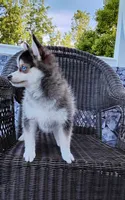 Alex, a male Pomsky for sale in Shipshewana, IN – 10 of 10