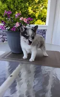 Alexis , a female Pomsky for sale in Shipshewana, IN – 2 of 10