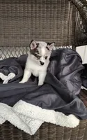 Alexis , a female Pomsky for sale in Shipshewana, IN – 10 of 10
