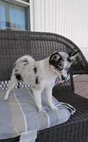 Alexis , a female Pomsky for sale in Shipshewana, IN – 2 of 10