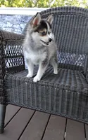 Alex, a male Pomsky for sale in Shipshewana, IN – 9 of 10