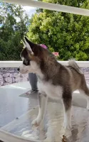 Abbey, a female Pomsky for sale in Shipshewana, IN – 5 of 10