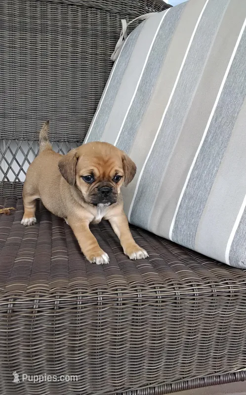 Lexi – Puggle puppy for sale in Shipshewana, IN