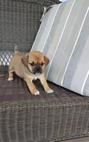 Lexi, a female Puggle for sale in Shipshewana, IN – Photo 1 of 8