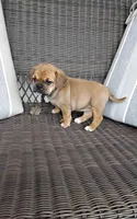 Lexi, a female Puggle for sale in Shipshewana, IN – Photo 3 of 8