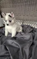 Alexis , a female Pomsky for sale in Shipshewana, IN – 6 of 10