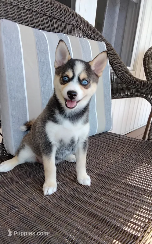Anika – Pomsky puppy for sale in Shipshewana, IN