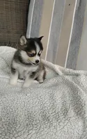 Alex, a male Pomsky for sale in Shipshewana, IN – 2 of 10