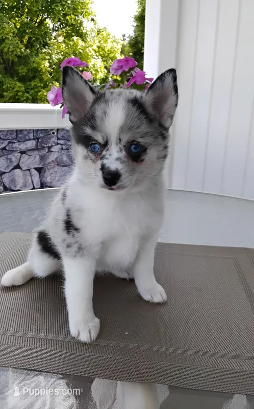 Alexis  – Pomsky puppy for sale in Shipshewana, IN