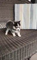 Alex, a male Pomsky for sale in Shipshewana, IN – 3 of 10