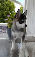 Abbey, a female Pomsky for sale in Shipshewana, IN – 3 of 10