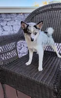 Alexis , a female Pomsky for sale in Shipshewana, IN – 7 of 10