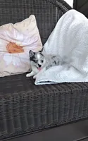 Alexis , a female Pomsky for sale in Shipshewana, IN – 4 of 10