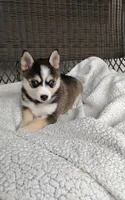 Anika, a female Pomsky for sale in Shipshewana, IN – 5 of 10