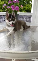 Abbey, a female Pomsky for sale in Shipshewana, IN – 3 of 10