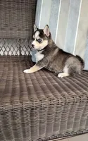 Anika, a female Pomsky for sale in Shipshewana, IN – 9 of 10