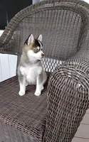 Abbey, a female Pomsky for sale in Shipshewana, IN – 10 of 10