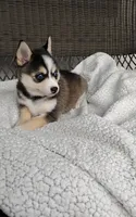 Anika, a female Pomsky for sale in Shipshewana, IN – 7 of 10