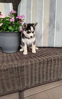 Anika, a female Pomsky for sale in Shipshewana, IN – 6 of 10
