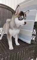Abbey, a female Pomsky for sale in Shipshewana, IN – 10 of 10