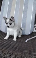 Alexis , a female Pomsky for sale in Shipshewana, IN – 1 of 10