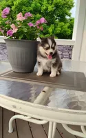 Alex, a male Pomsky for sale in Shipshewana, IN – 4 of 10