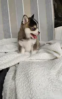 Abbey, a female Pomsky for sale in Shipshewana, IN – 2 of 10