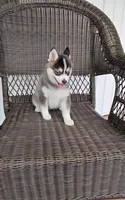 Abbey, a female Pomsky for sale in Shipshewana, IN – 4 of 10