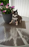 Anika, a female Pomsky for sale in Shipshewana, IN – 10 of 10