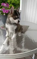 Abbey, a female Pomsky for sale in Shipshewana, IN – 7 of 10