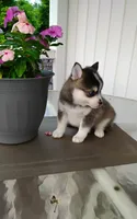 Abbey, a female Pomsky for sale in Shipshewana, IN – 7 of 10