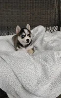 Anika, a female Pomsky for sale in Shipshewana, IN – 4 of 10