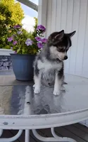 Alex, a male Pomsky for sale in Shipshewana, IN – 6 of 10