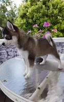 Abbey, a female Pomsky for sale in Shipshewana, IN – 8 of 10