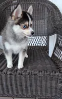 Alex, a male Pomsky for sale in Shipshewana, IN – 7 of 10