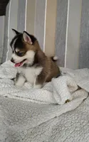 Abbey, a female Pomsky for sale in Shipshewana, IN – 3 of 10
