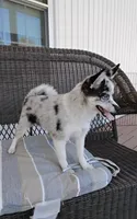 Alexis , a female Pomsky for sale in Shipshewana, IN – 6 of 10