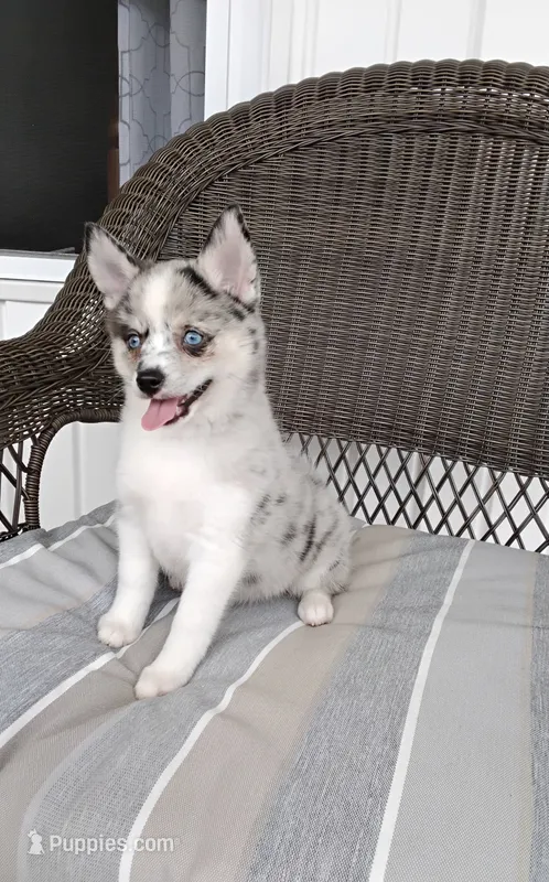 Alexis  – Pomsky puppy for sale in Shipshewana, IN
