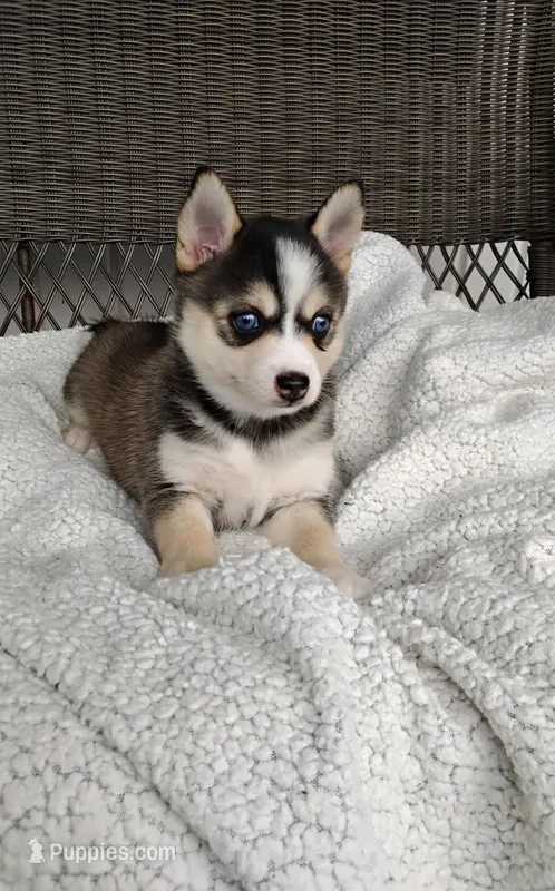 Anika – Pomsky puppy for sale in Shipshewana, IN