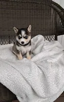 Anika, a female Pomsky for sale in Shipshewana, IN – 8 of 10