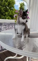 Abbey, a female Pomsky for sale in Shipshewana, IN – 4 of 10
