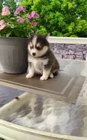 Alex, a male Pomsky for sale in Shipshewana, IN – 5 of 10