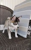 Abbey, a female Pomsky for sale in Shipshewana, IN – 6 of 10